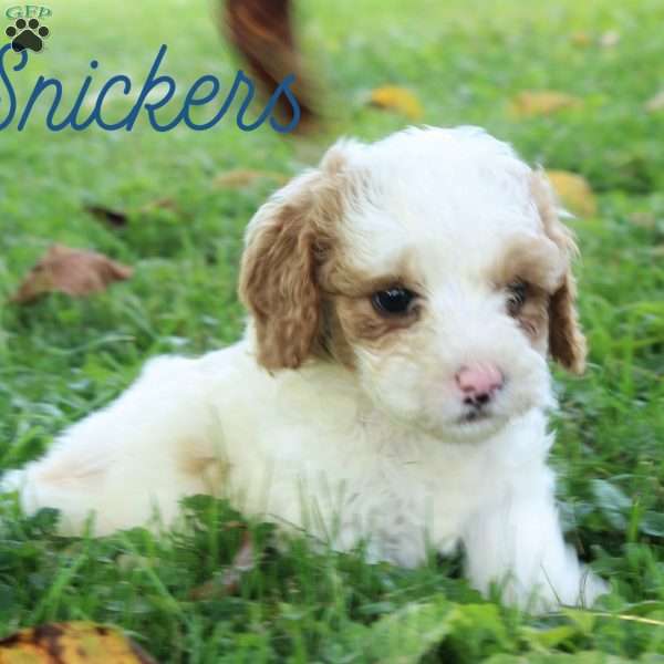 Snickers, Cavapoo Puppy