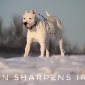 Hector Torres, View Puppies Breeder