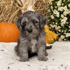 Stephen & Lydia Fisher, View Puppies Breeder