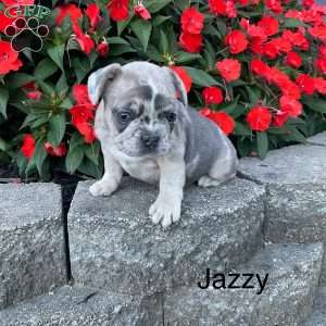 Jazzy, French Bulldog Puppy