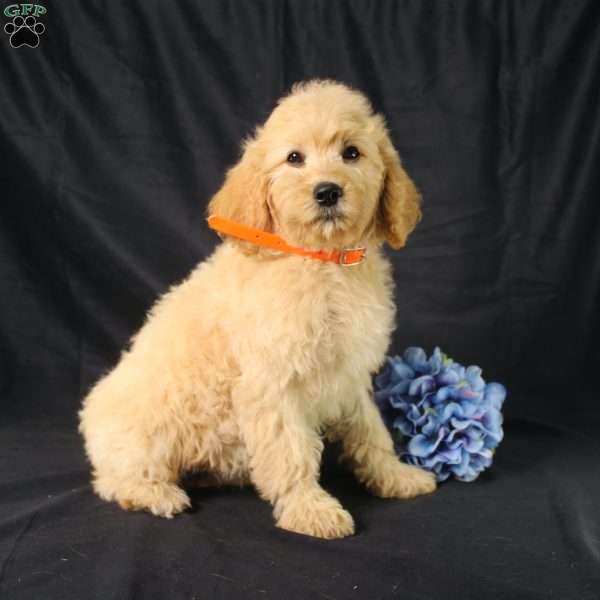 Dewdrop, Golden Cavadoodle Puppy