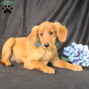 Jeffrey, Miniature Golden Retriever Puppy