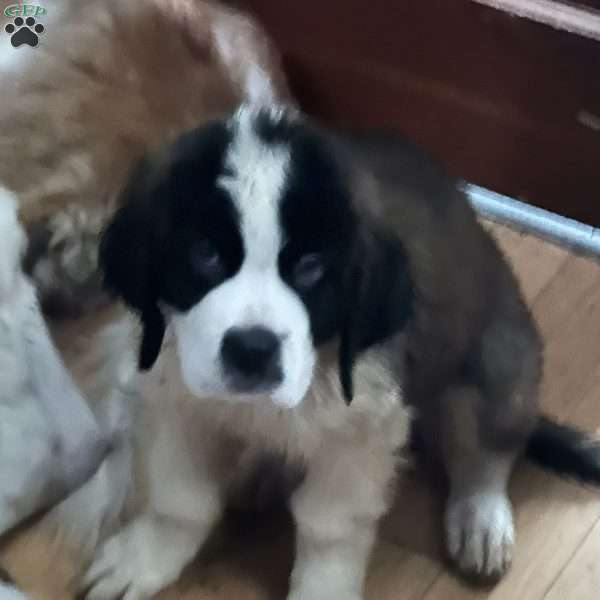 Joyce Jr, Saint Bernard Puppy