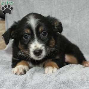 Becka, Miniature Australian Shepherd Puppy