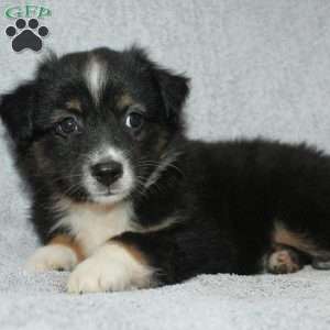 Bouncer, Miniature Australian Shepherd Puppy