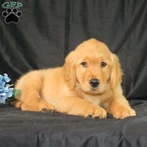 Bradley, Miniature Golden Retriever Puppy