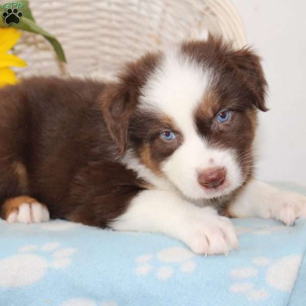 Hannah, Australian Shepherd Puppy