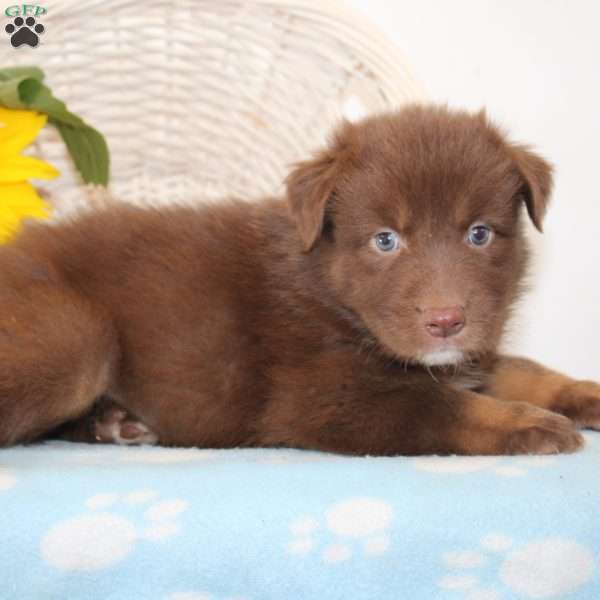 Harriet, Australian Shepherd Puppy