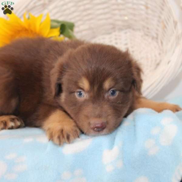 Holly, Australian Shepherd Puppy