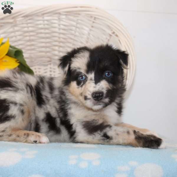 Hope, Australian Shepherd Puppy