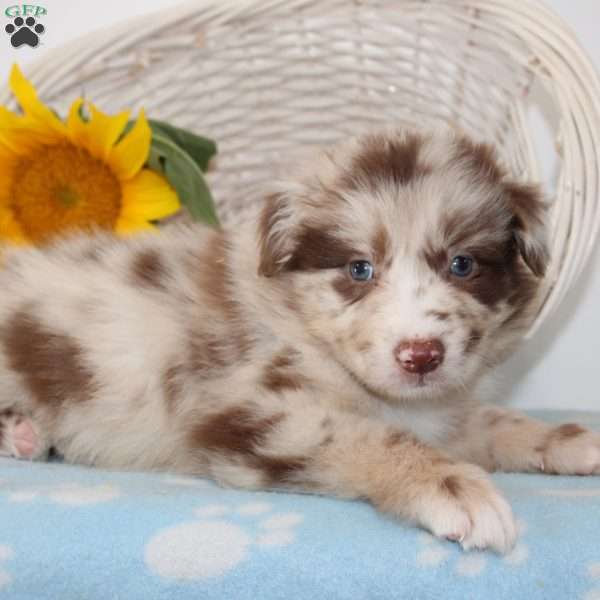 Helena, Australian Shepherd Puppy