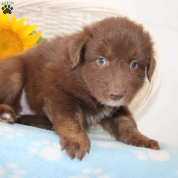 Hayley, Australian Shepherd Puppy