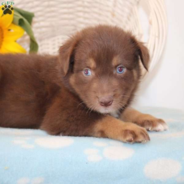 Hilda, Australian Shepherd Puppy