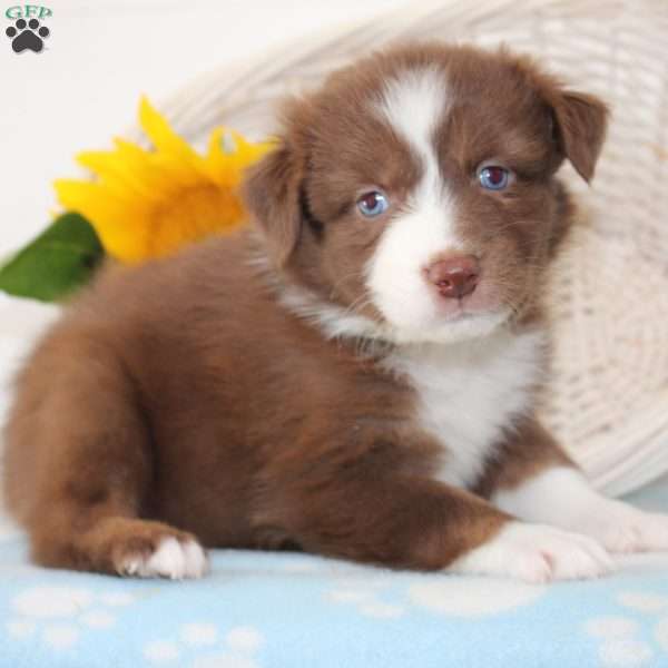 Heidi, Australian Shepherd Puppy