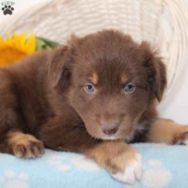 Henry, Australian Shepherd Puppy