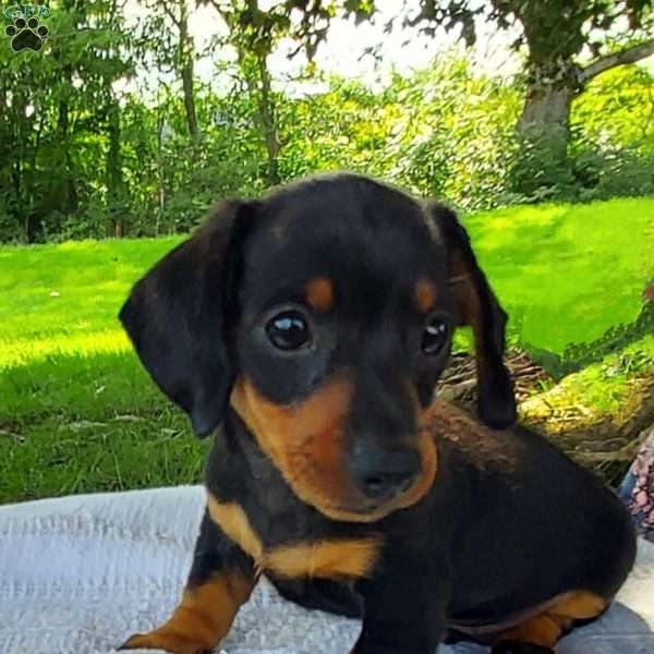 Pepsi, Dachshund Puppy