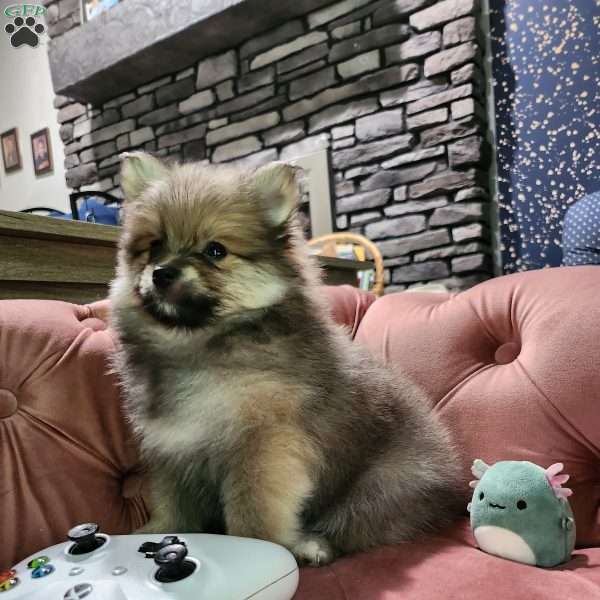 Moon, Pomeranian Puppy