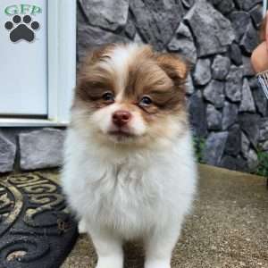 Spot, Pomeranian Puppy