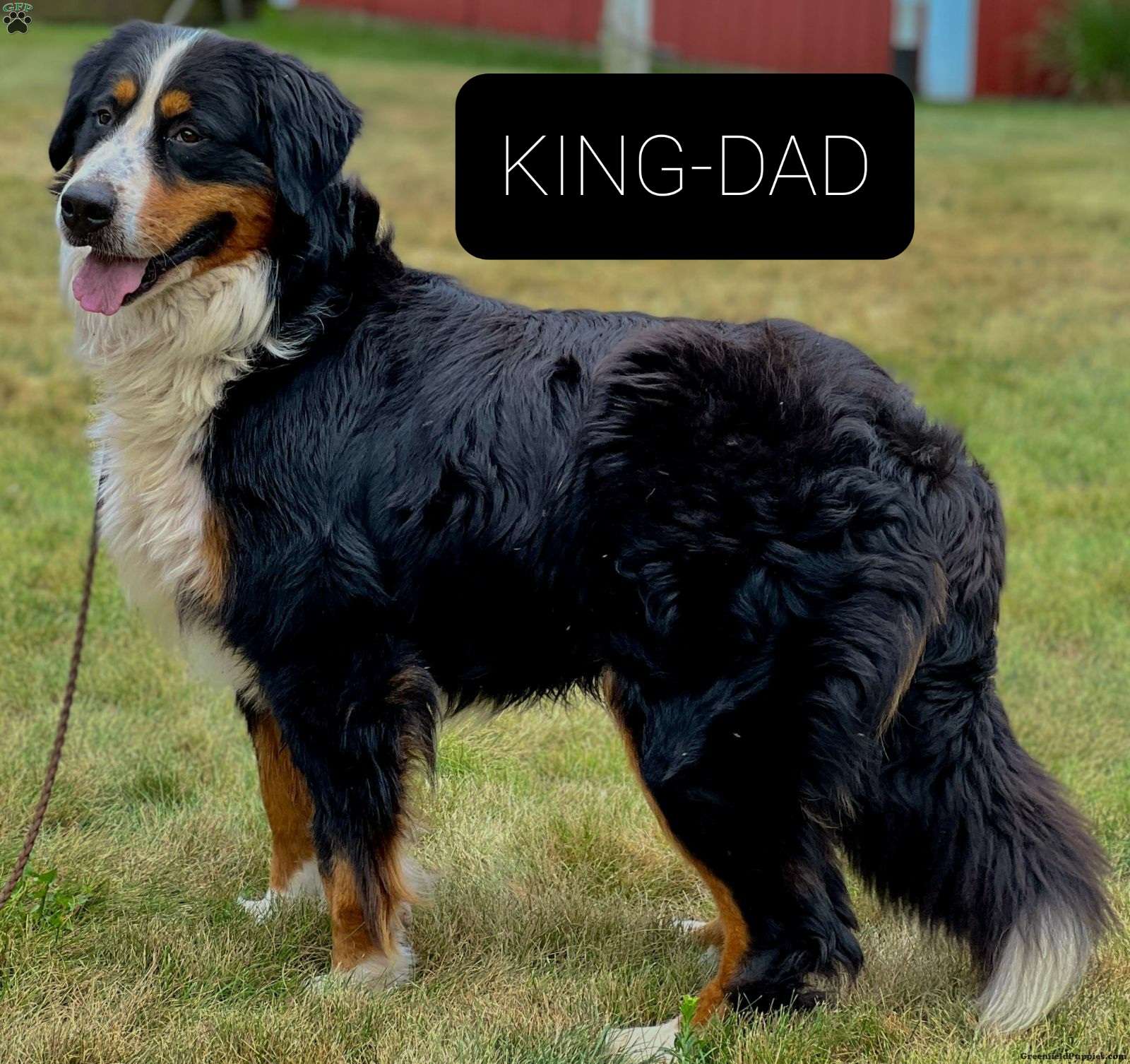 Memphis Bernese Mountain Dog Puppy For Sale in Ohio