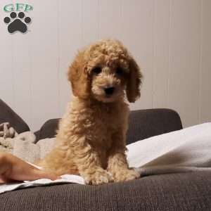 Rex, Mini Goldendoodle Puppy