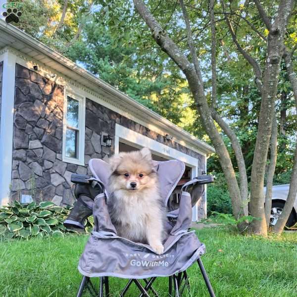 Bear, Pomeranian Puppy