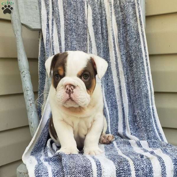 Luigi, English Bulldog Puppy