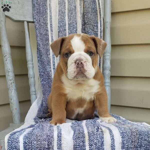 Yogi, English Bulldog Puppy