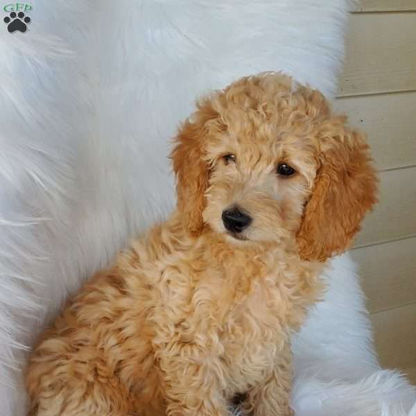 Rex, Mini Goldendoodle Puppy