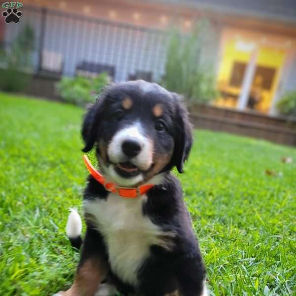 Pete, Mini Bernedoodle Puppy