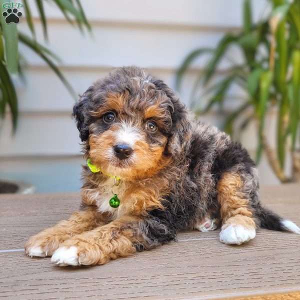 Atlas, Mini Bernedoodle Puppy