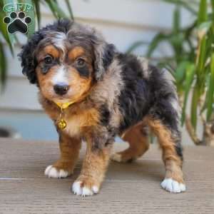 Astro, Mini Bernedoodle Puppy