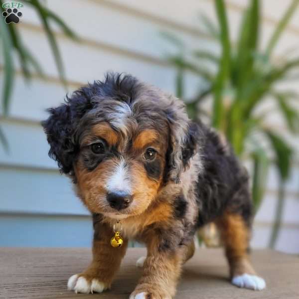 Astro, Mini Bernedoodle Puppy