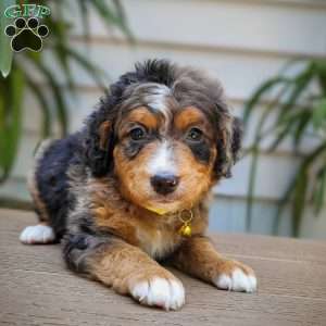 Astro, Mini Bernedoodle Puppy