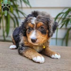 Astro, Mini Bernedoodle Puppy