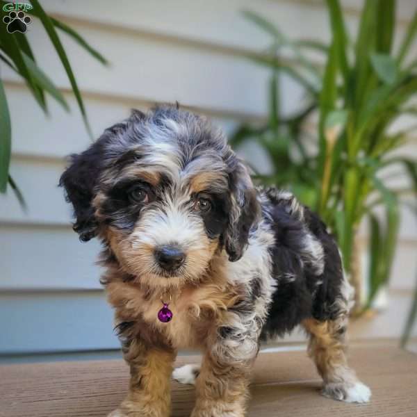 Luna, Mini Bernedoodle Puppy