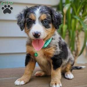 Stella, Mini Bernedoodle Puppy