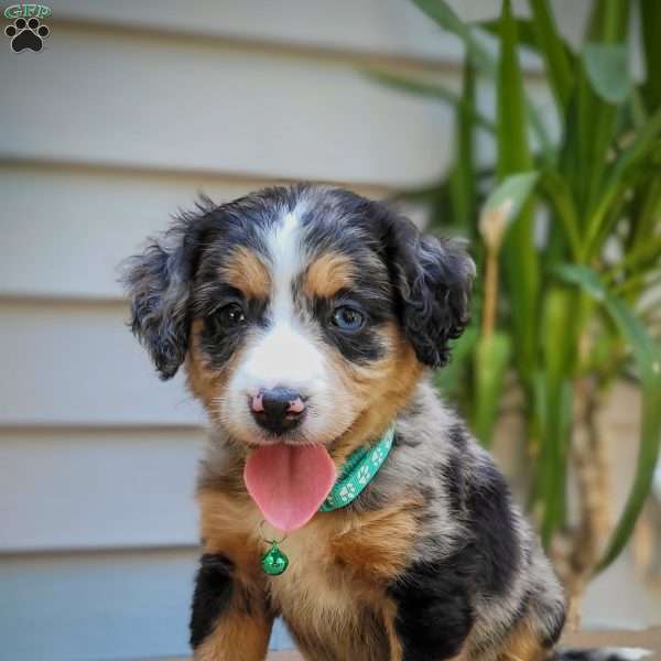 Stella, Mini Bernedoodle Puppy