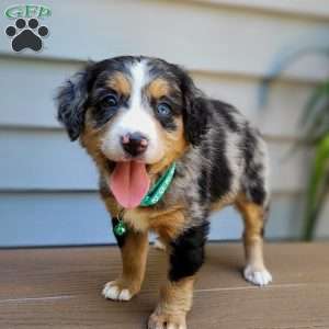 Stella, Mini Bernedoodle Puppy