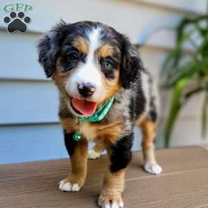 Stella, Mini Bernedoodle Puppy