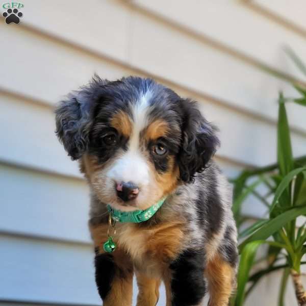 Stella, Mini Bernedoodle Puppy