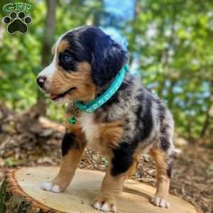 Stella, Mini Bernedoodle Puppy