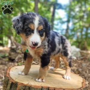 Stella, Mini Bernedoodle Puppy