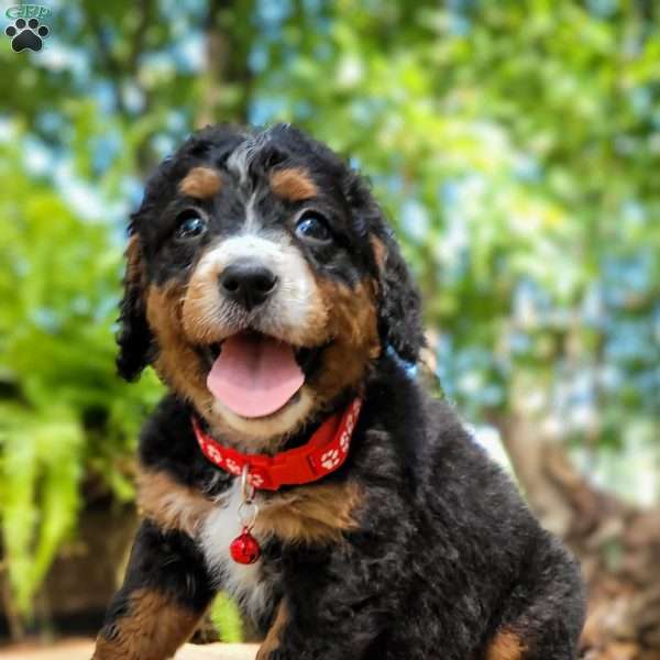 Precious, Mini Bernedoodle Puppy