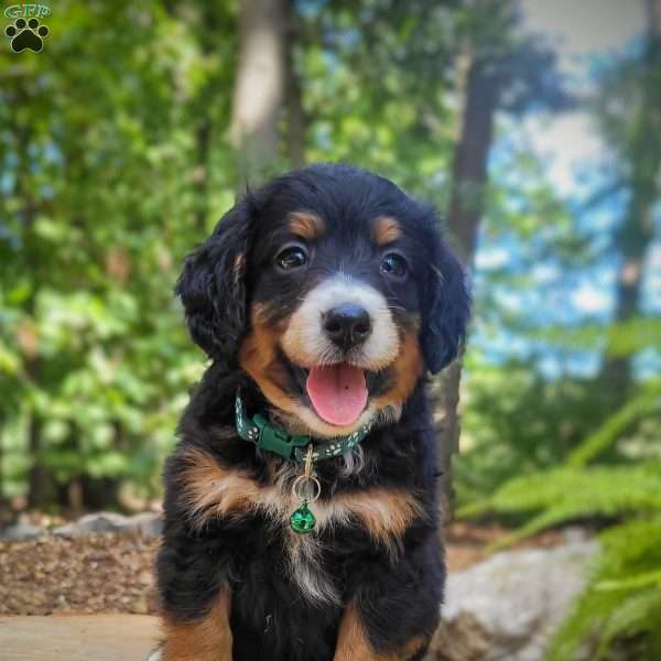 Parker, Mini Bernedoodle Puppy