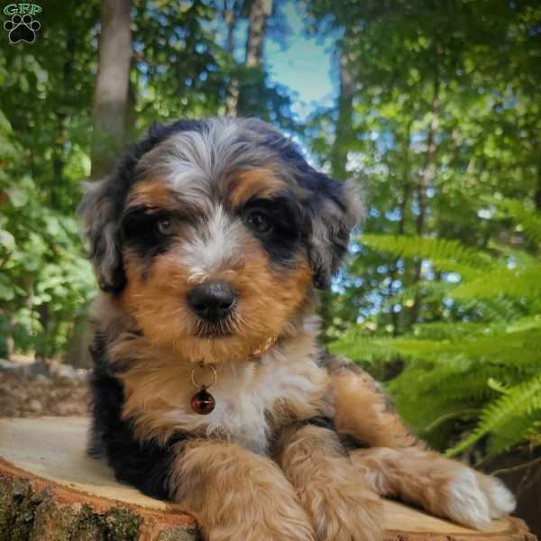 Pluto, Mini Bernedoodle Puppy