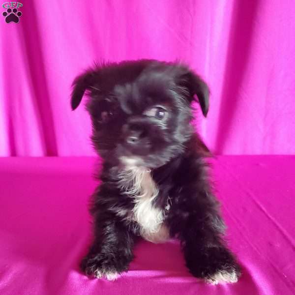 Zoey, Shorkie Puppy