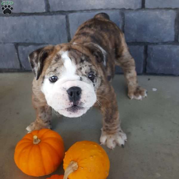 Beauty, Miniature Bulldog Puppy