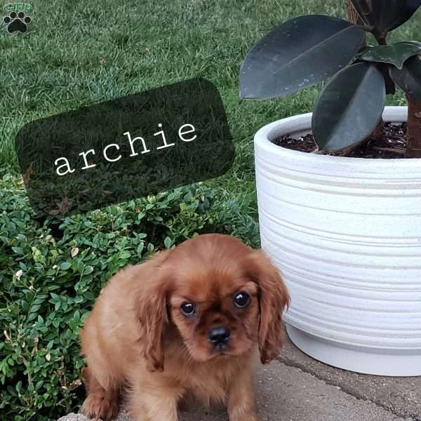 Archie, Cavalier King Charles Spaniel Puppy