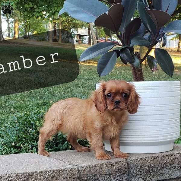 Amber, Cavalier King Charles Spaniel Puppy