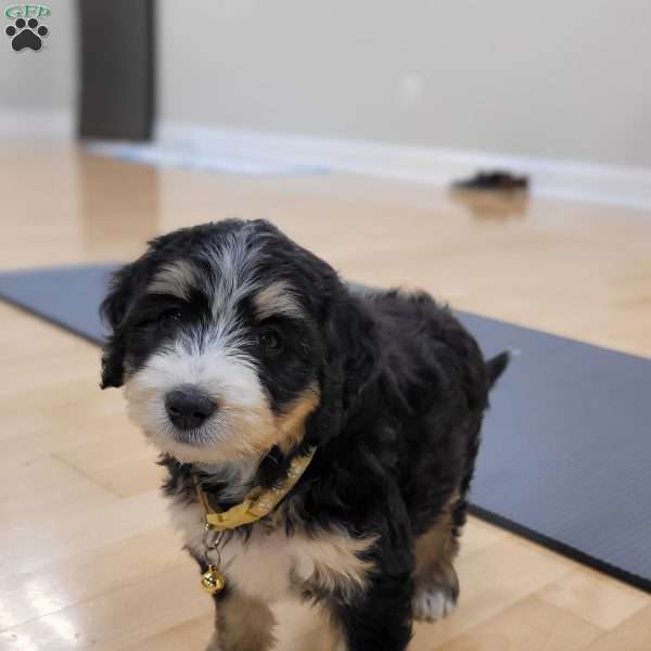 Presley, Mini Bernedoodle Puppy